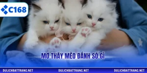 mơ thấy mèo đánh số gì